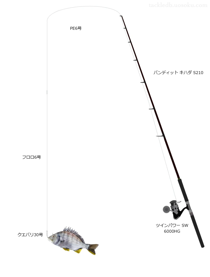 浦ノ内湾の筏から泳がせ釣りで狙うアカメ。