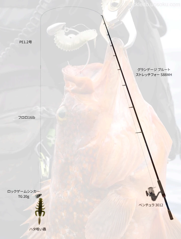 ハタ喰い蟲によるキジハタ攻略